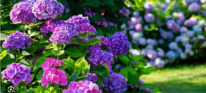 Sea Bright NJ HOA - Landscaping